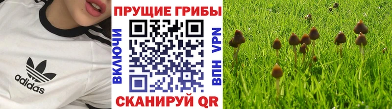 Псилоцибиновые грибы Psilocybe  магазин продажи   Юрюзань 